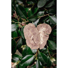 Load image into Gallery viewer, Love Liparu Freeze-Dried Treats
