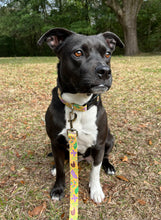 Load image into Gallery viewer, Dog Days Barkery Mardi Gras Collars &amp; Leashes
